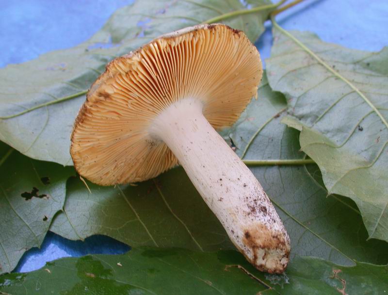 Russula da determinare